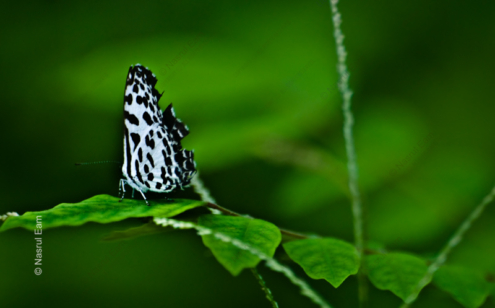 Dalmatian Butterfly on Emerald - Fine Art Photography Print, Limited Edition Giclée, Luxury Photography Art, Art Photography Investment, Museum-Quality Print