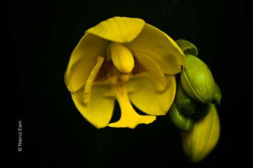 Golden Bloom in the Void - Fine Art Photography Print, Limited Edition Photography, Luxury Photography Art, Museum-Quality Photography, Giclée Print