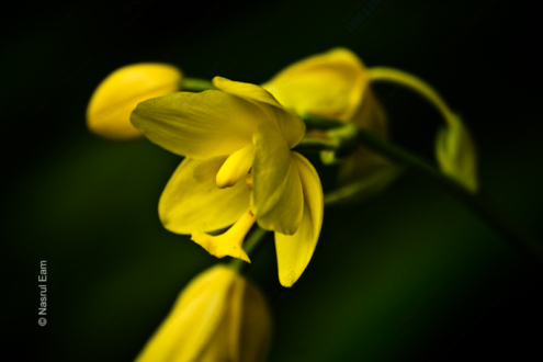 Golden Bloom in Emerald Shadows - Fine Art Photography Prints, Limited Edition Photography, Luxury Photography Art, Museum-Quality Photography,  Art Photography for Collectors