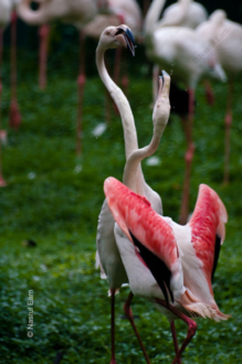 Flamingo Embrace - Fine Art Photography Prints, Limited Edition Photography, Giclée Prints,  Luxury Photography Art, Art Photography Collectors