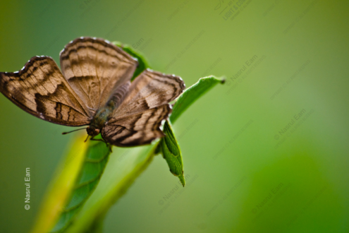 Striped Wings on Emerald - Fine Art Photography Print, Limited Edition Photography, Giclée Print, Butterfly Photography, Nature Photography