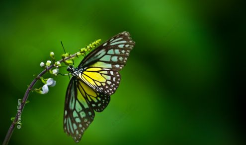 Emerald Embrace: Butterfly on a Slender Stem - Fine Art Photography Print, Limited Edition Photography, Museum-Quality Photography, Luxury Photography Art, Fine Art Photography
