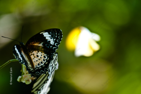 Ephemeral Dance - Fine Art Photography Print, Limited Edition Photography, Museum-Quality Photography, Luxury Photography Art, Art Photography Collectors