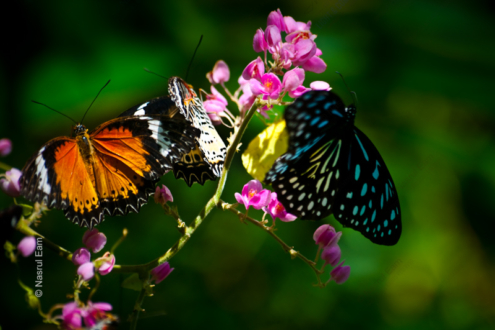 Chromatic Dance - Fine Art Photography Print, Limited Edition Photography, Giclée Print, Art Photography for Sale, Luxury Photography Art
