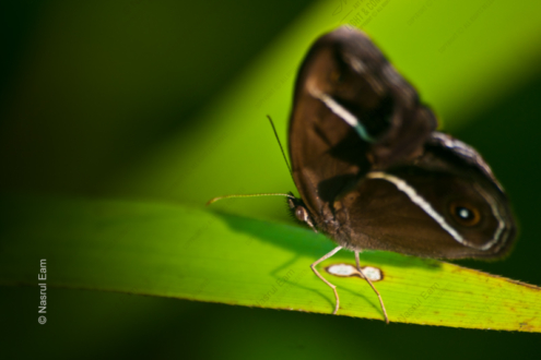 Dark Butterfly on Emerald - Fine Art Photography Print, Limited Edition Photography, Luxury Photography Art, Nature Photography Print,  Giclée Print