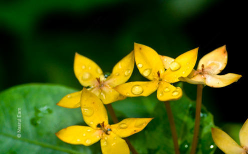 Golden Blooms, Dew-Kissed - Fine Art Photography Prints, Limited Edition Prints, Giclée Photography, Luxury Photography Art, Art Photography for Collectors