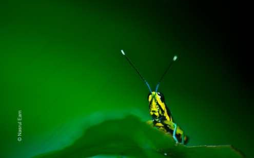 Emerald Gaze - Fine Art Photography Prints, Limited Edition Photography, Giclée Print, Luxury Photography Art, Art Photography Investment