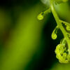 Fern Frond Unfurling - Fine Art Photography Print, Limited Edition Photography, Giclée Print, Art Photography, Fine Art Print