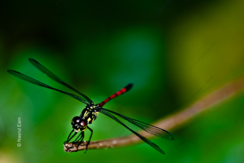 Crimson Threadtail - Fine Art Photography Print, Limited Edition Photography, Giclée Print, Dragonfly Photography, Nature Photography