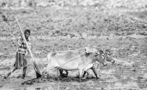 A Farmer Tilling the Muddy Field - Fine Art Photography Print, Limited Edition Photography,  Museum-Quality Photography, Art Photography for Sale, Collector Photography