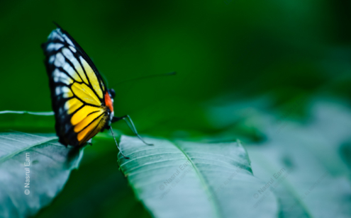 Painted Wings on Emerald - Fine Art Photography Print, Limited Edition Print, Giclée Print, Butterfly Photography, Art Photography
