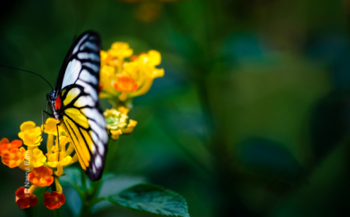 Painted Wings on Golden Blooms - Fine Art Photography Prints, Limited Edition Photography Art, Luxury Photography Art,  Giclée Photography,  Art Photography Prints