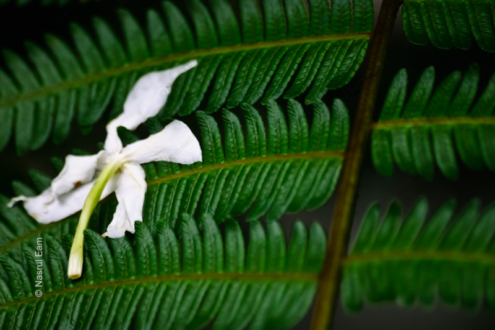 Fallen Blossom on Emerald Fern - Fine Art Photography Print, Limited Edition Photography,  Museum-Quality Photography, Art Photography Prints,  Luxury Photography Art