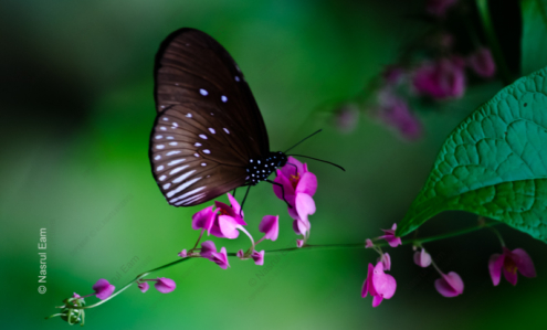 Dark Butterfly on Coral Vine - Fine Art Photography Print, Limited Edition Photography, Giclée Print, Luxury Photography Art, Art Photography for Sale