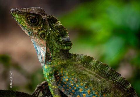 Emerald Guardian - Fine Art Photography Print, Limited Edition Photography Art, Giclée Print,  Luxury Photography Art,  High-End Photography Prints