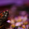 Red-Eared Slider: A Glimpse - wildlife photography, fine art photography, nature photography, macro photography, Nasrul Eam