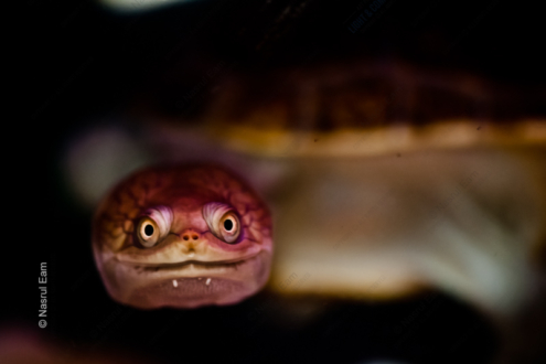 A Turtle from the Depths - Fine Art Photography Print, Limited Edition Photography, Underwater Photography, Nature Photography, Art Photography for Sale