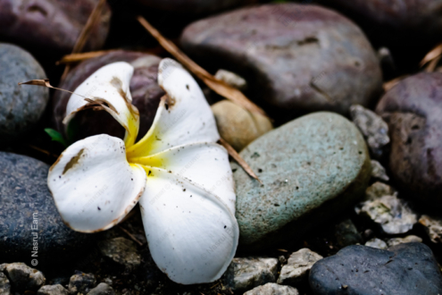 Fallen Blossom on Stone - Fine Art Photography Print, Limited Edition Photography, Museum-Quality Artwork, Luxury Photography Art, Art Photography for Collectors