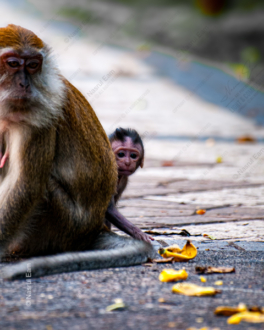 Her Young Offspring - Fine Art Photography Print, Limited Edition Photography,  Luxury Photography Art,  Wildlife Photography,  Nature Photography