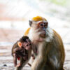 Tender Embrace: Macaque Mother and Child - Fine Art Photography Prints, Limited Edition Photography, Macaque Photography, Wildlife Photography, Art Photography for Sale