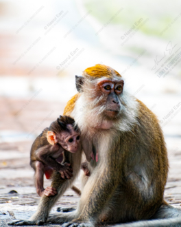 Tender Embrace: Macaque Mother and Child - Fine Art Photography Prints, Limited Edition Photography, Macaque Photography, Wildlife Photography, Art Photography for Sale