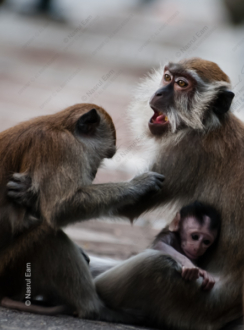 Family Ties - Fine Art Photography Print, Limited Edition Photography, Giclée Print, Luxury Photography Art, Wildlife Photography