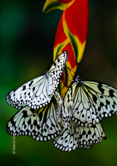 Paper Kites on Tropical Bloom - Fine Art Photography Print, Limited Edition Photography, Museum-Quality Artwork,  Luxury Photography Art,  Fine Art Photography Prints
