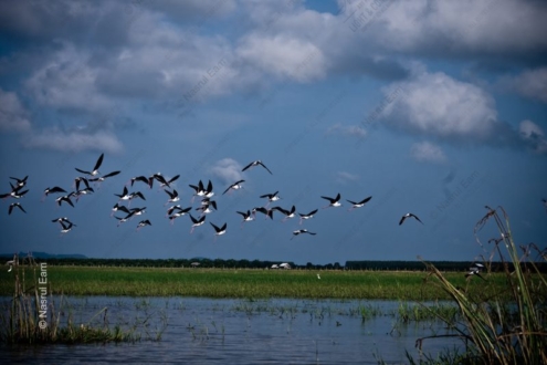 Stilts Against the Gathering Sky - Fine Art Photography Prints, Limited Edition Prints, Giclée Photography, Wildlife Photography, Art Photography for Sale