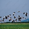 Black-winged Stilts in Ascending Flight - Fine Art Photography Prints, Limited Edition Photography, Giclée Print,  Luxury Photography Art,  Wildlife Photography