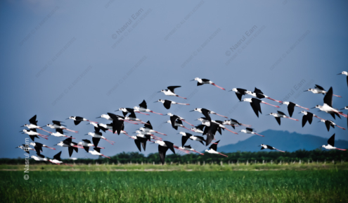 Black-winged Stilts in Ascending Flight - Fine Art Photography Prints, Limited Edition Photography, Giclée Print,  Luxury Photography Art,  Wildlife Photography