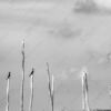 Two Cormorants on Weathered Poles - Fine Art Photography Print, Limited Edition Photography, Black and White Photography, Giclée Print,  Nature Photography