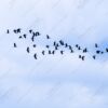 A Flock's Passage Across the Pale Sky - Fine Art Photography Prints, Limited Edition Photography, Giclée Print,  Luxury Photography Art, Art Photography Investment