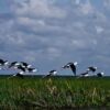 A Flight of Stilts Above the Marshland - Fine Art Photography Prints, Limited Edition Photography, Giclée Print, Wildlife Photography, Art Photography Investment