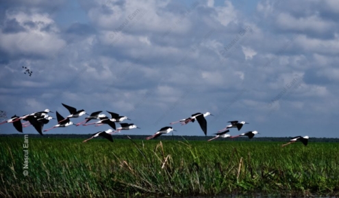 A Flight of Stilts Above the Marshland - Fine Art Photography Prints, Limited Edition Photography, Giclée Print, Wildlife Photography, Art Photography Investment