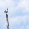 A Solitary Tern on a Weathered Perch - Fine Art Photography Print, Limited Edition Photography, Giclée Print,  Art Photography, Wildlife Photography
