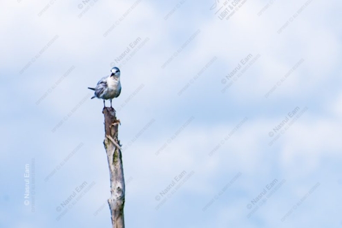 A Solitary Tern on a Weathered Perch - Fine Art Photography Print, Limited Edition Photography, Giclée Print,  Art Photography, Wildlife Photography