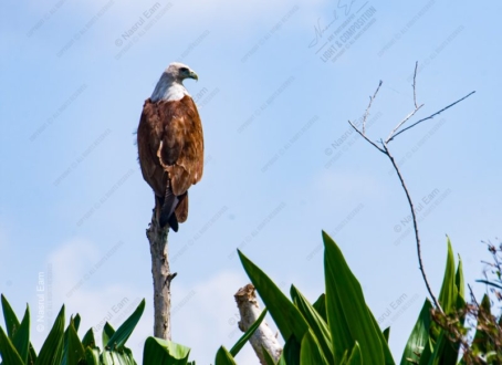 The Perched Sentinel - Fine Art Photography Prints, Limited Edition Photography Art,  Museum-Quality Photography,  Luxury Photography Art,  Fine Art Print