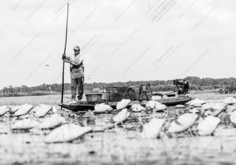 Navigating the Lily Pad Fields - Fine Art Photography Prints, Limited Edition Photography, Luxury Photography Art, Photography for Collectors, Museum-Quality Photography
