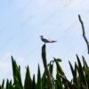 Seabird on a Weathered Perch Above the Reeds - Fine Art Photography Print, Limited Edition Photography, Giclée Print, Art Photography, Photography for Collectors