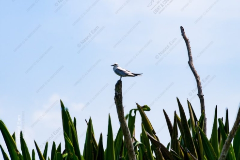Seabird on a Weathered Perch Above the Reeds - Fine Art Photography Print, Limited Edition Photography, Giclée Print,  Art Photography,  Photography for Collectors