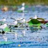 A Congregation of Terns on Water Lilies - Fine Art Photography Print, Limited Edition Photography, Giclée Print, Nature Photography, Wildlife Photography