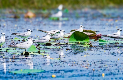A Congregation of Terns on Water Lilies - Fine Art Photography Print, Limited Edition Photography, Giclée Print, Nature Photography, Wildlife Photography