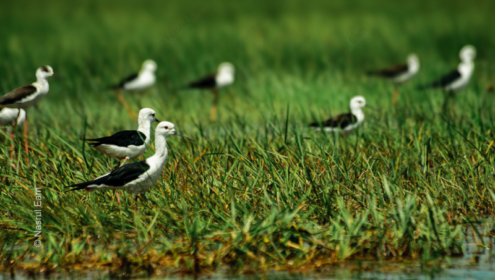 Black-winged Stilts in the Emerald Grass - Fine Art Photography Print, Limited Edition Photography, Luxury Photography Art,  Giclée Print, Wildlife Photography