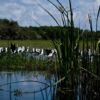 Stilts Gathering in the Marsh Reeds - Fine Art Photography Print, Limited Edition Photography, Nature Photography,  Wildlife Photography, Giclée Print