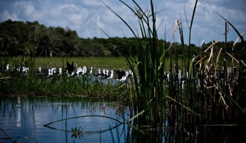 Stilts Gathering in the Marsh Reeds - Fine Art Photography Print, Limited Edition Photography, Nature Photography, Wildlife Photography, Giclée Print