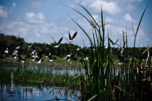 Black-winged Stilts in Flight - Fine Art Photography Prints, Limited Edition Photography, Giclée Prints,  Luxury Photography Art, Wildlife Photography