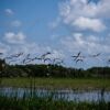 A Flock of Stilts in Flight Above the Marsh - Fine Art Photography Prints, Limited Edition Photography, Giclée Print, Nature Photography,  Art Photography for Sale