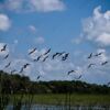A Chorus of Wings Above the Marshland - Fine Art Photography Prints, Limited Edition Prints, Giclée Photography, Luxury Photography Art, Art Photography Investment