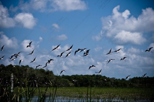 A Chorus of Wings Above the Marshland - Fine Art Photography Prints, Limited Edition Prints, Giclée Photography,  Luxury Photography Art,  Art Photography Investment