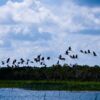 Stilts in Flight Above the Wetlands - Fine Art Photography Prints, Limited Edition Prints, Giclée Photography, Wildlife Photography, Art Photography